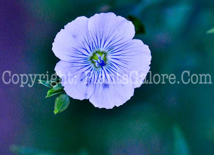 PGC-P-Linum-usitatissimum-aka-Common-Flax-1