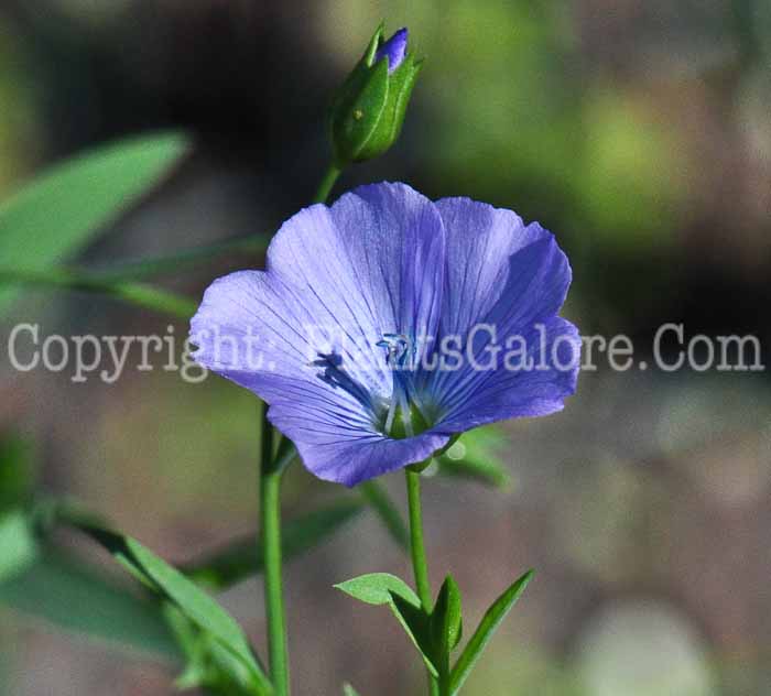 PGC-P-Linum-usitatissimum-aka-Common-Flax-3