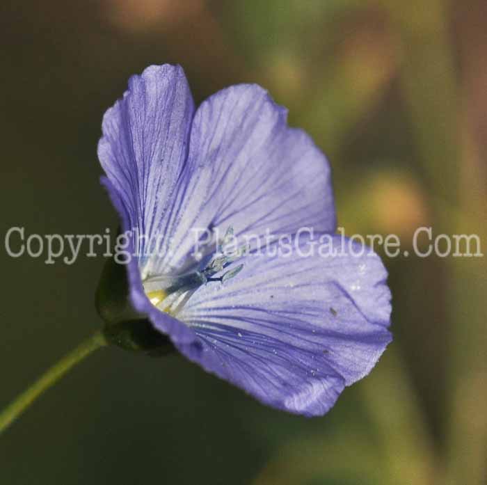 PGC-P-Linum-usitatissimum-aka-Common-Flax-8