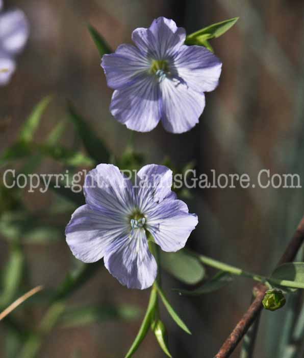 PGC-P-Linum-usitatissimum-aka-Common-Flax-9