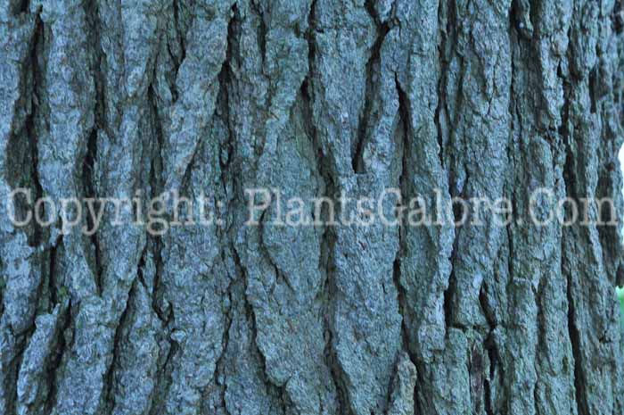PGC-T-Liquidambar-styraciflua-aka-Sweetgum-stems-1