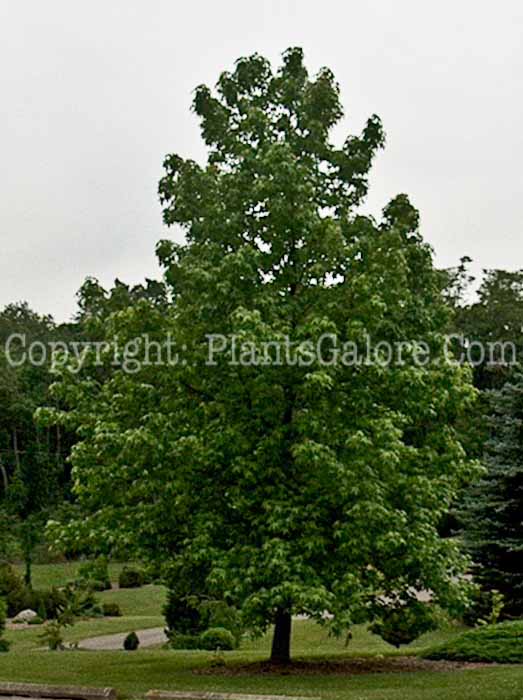 PGC-T-Liquidambar-styraciflua-aka-Sweetgum-trees-3