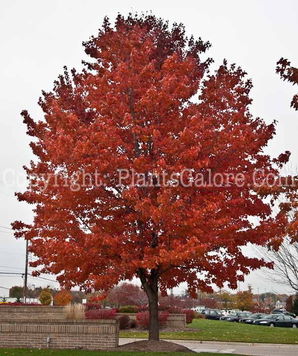 PGC-T-Liquidambar-styraciflua-aka-Sweetgum-trees-4