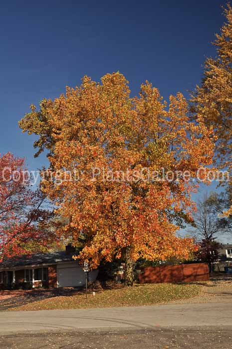 PGC-T-Liquidambar-styraciflua-aka-Sweetgum-trees-6
