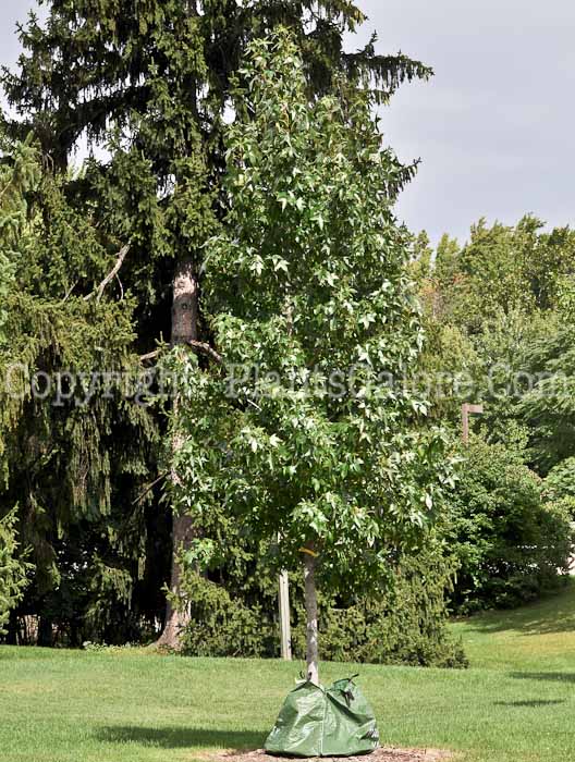 PGC-T-Liquidambar-styraciflua-aka-Sweetgum-trees-7