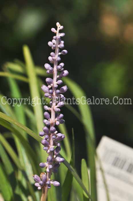 PGC-P-Liriope-muscari-Big-Blue-2010-01