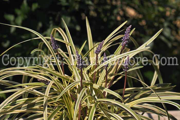 PGC-P-Liriope-muscari-Silvery-Sunproof-2010-02