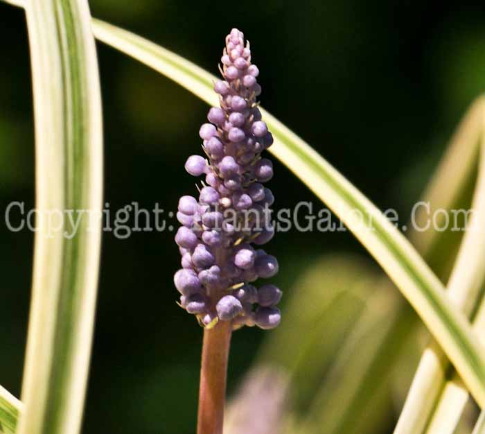 PGC-P-Liriope-muscari-Silvery-Sunproof-2010-03