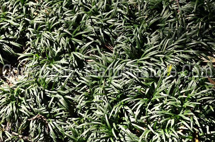 PGC-P-Liriope-Savannah-2-15-2011-009