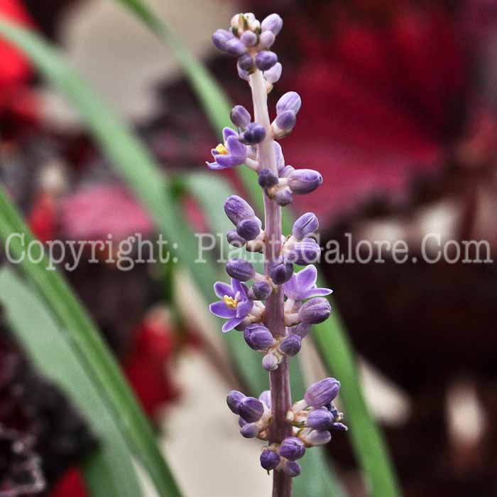 PGC-P-Liriope-spicata-Big-Blue-813-1