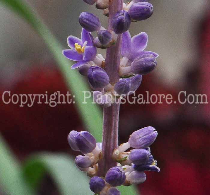 PGC-P-Liriope-spicata-Big-Blue-813-2