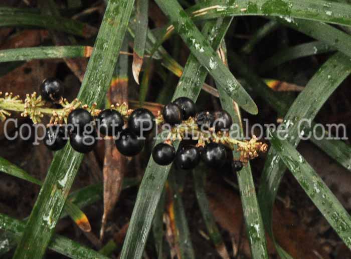 PGC-P-Liriope-spicata-SC-2-2012-3