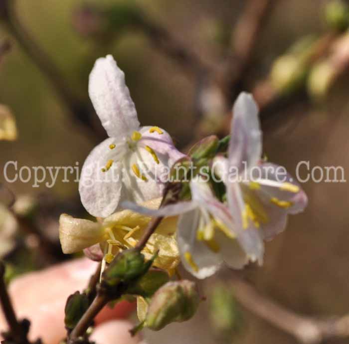 PGC-V-Lonicera-fragrantissima-aka-Winter-Honeysuckle-1