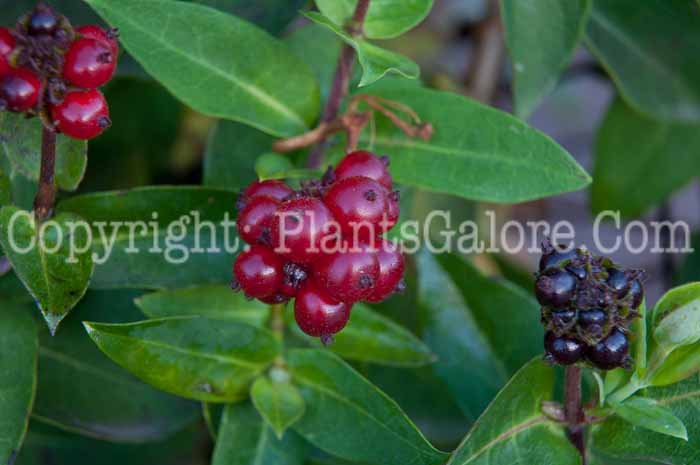 PGC-P-Lonicera-japonica-913g-1