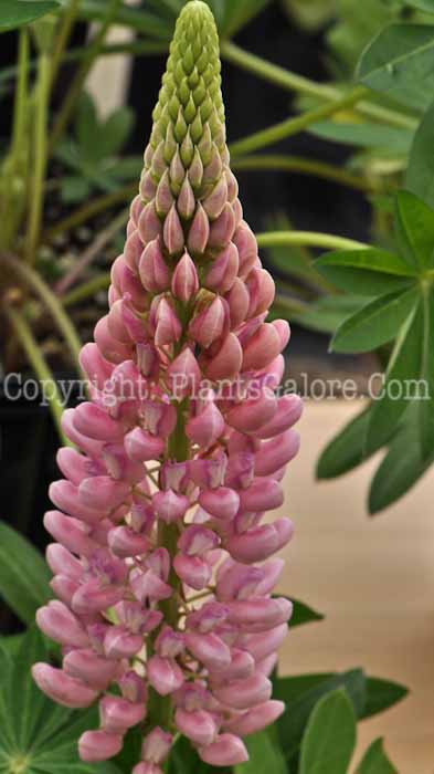 PGC-P-Lupinus-Gallery-Mix-05-2012-1