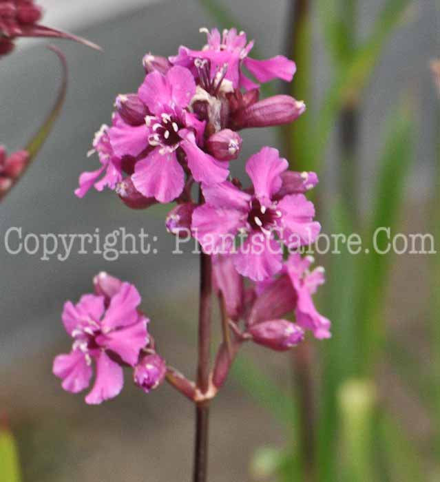PGC-P-Lychnis-viscaria-Splendens-04-2012-1