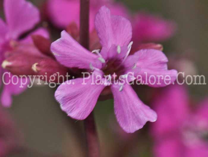 PGC-P-Lychnis-viscaria-Splendens-04-2012-2