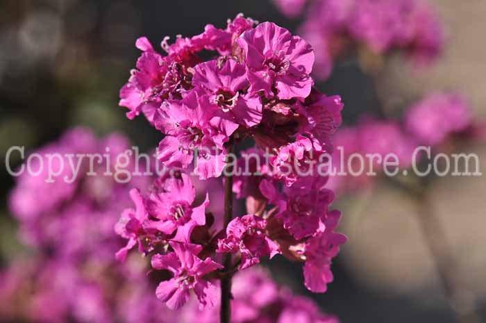 PGC-P-Lychnis-viscaria-Splendens-05-2012-02