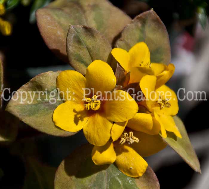 PGC-P-Lysimachia-numularia-Walkabout-Sunset-0614-1