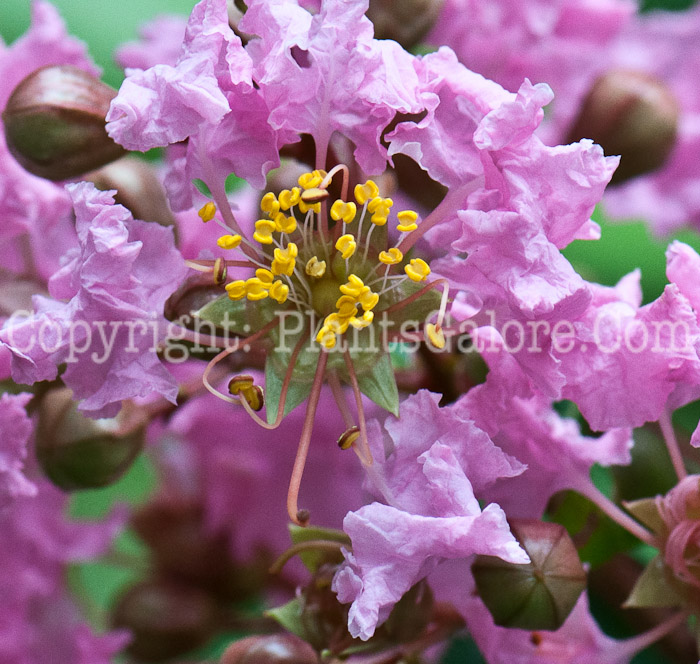 PGC-S-Lagerstroemia-indica-aka-Crape-Myrtle-0913a-3