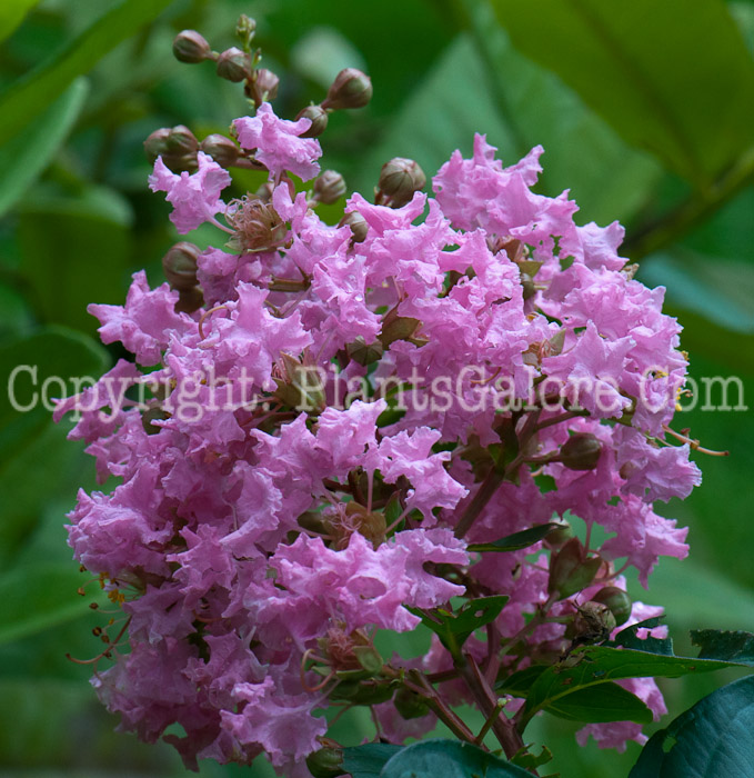 PGC-S-Lagerstroemia-indica-aka-Crape-Myrtle-0913a-5