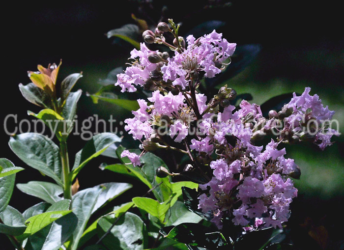 PGC-T-Lagerstroemia-indica-Beal-08-01-2011-001