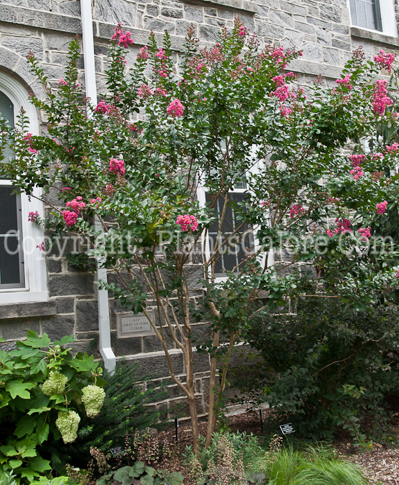 PGC-T-Lagerstroemia-indica-Pink-Velour-aka-Crepemyrtle-0714-1