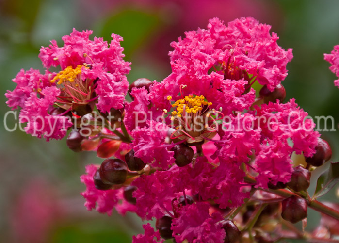 PGC-T-Lagerstroemia-indica-Pink-Velour-aka-Crepemyrtle-0714-3