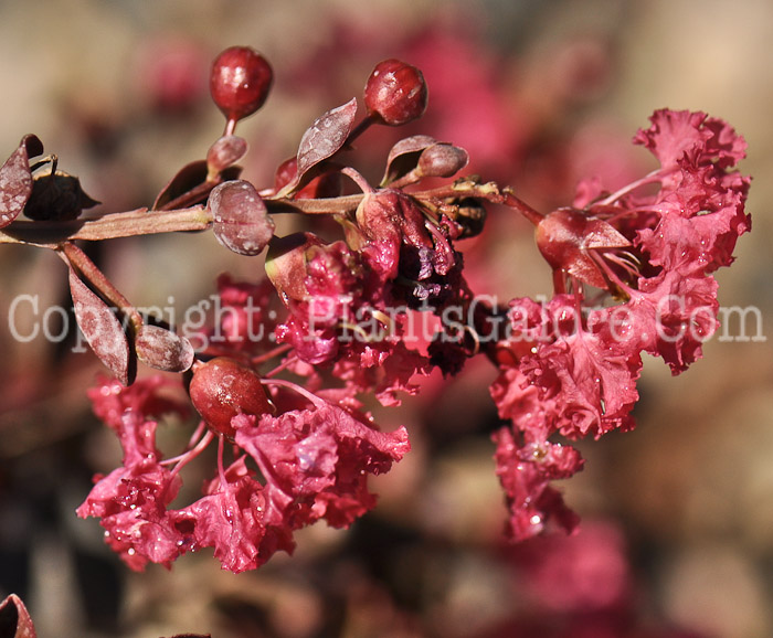 PGC-T-Lagerstroemia-indica-Red-Filli-2012 (3 of 5)