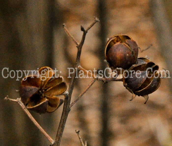 PGC-T-Lagerstroemia-indica-SC-02-2012-2