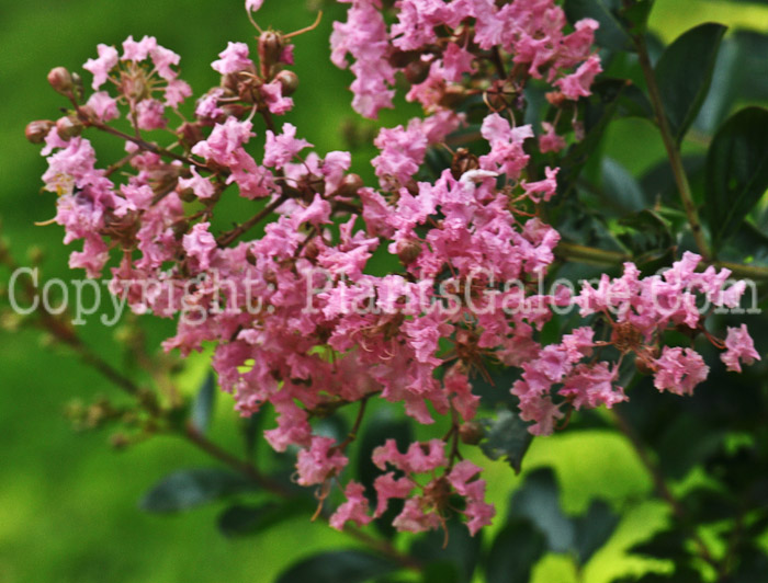 PGC-T-Lagerstroemia-indica-aka-Crape-Myrtle-1