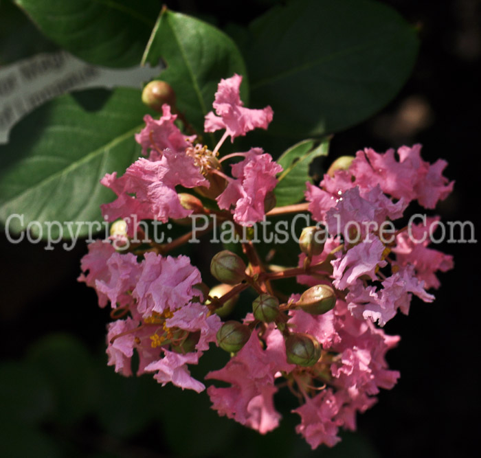 PGC-T-Lagerstroemia-indica-aka-Crape-Myrtle-5