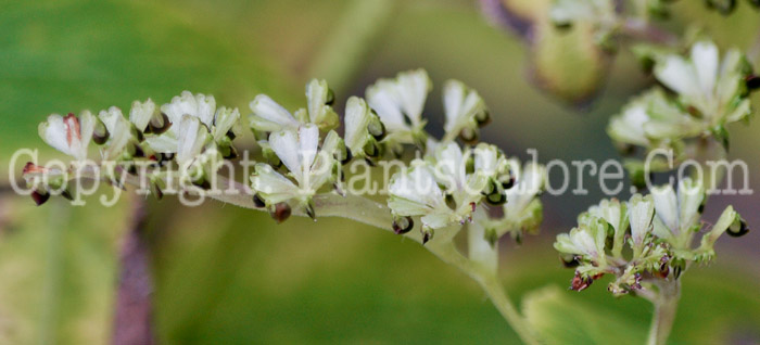 PGC-P-Laportea-canadensis-aka-Wood-Nettle-flower-2