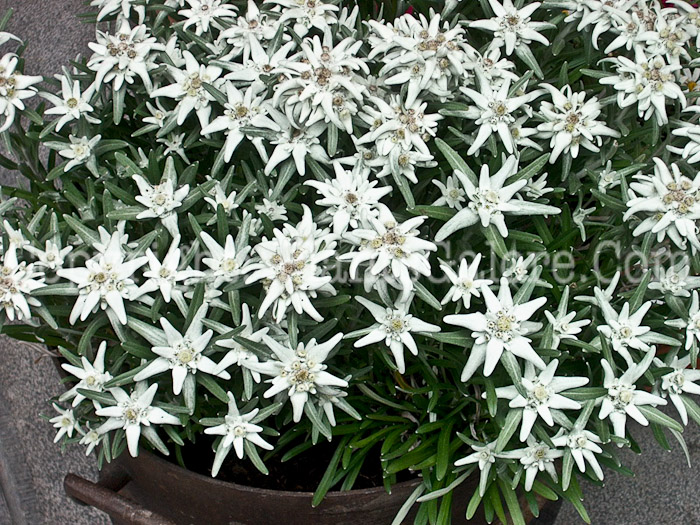 PGC-P-Leontopodium-alpinum-aka-Edelweiss-1