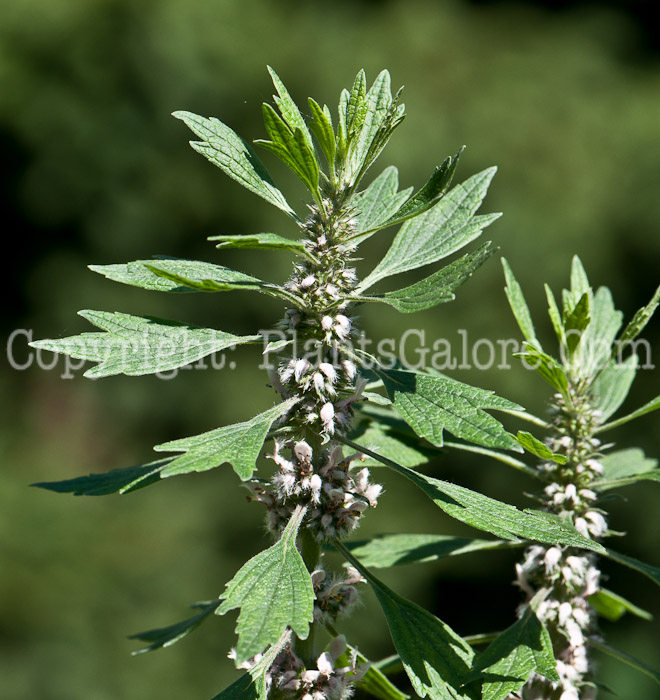 PGC-P-Leonurus-cardiaca-aka-Motherwort-0514-1