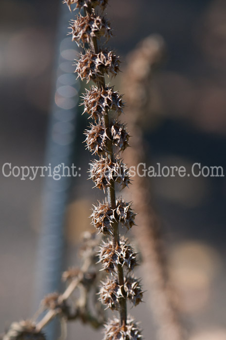 PGC-P-Leonurus-cardiaca-aka-Motherwort-1013q-2