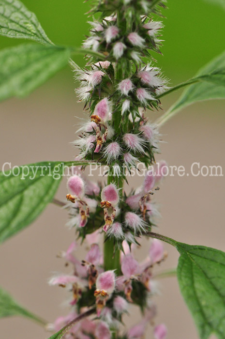 PGC-P-Leonurus-cardiaca-aka-Motherwort-713-1