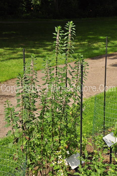 PGC-P-Leonurus-cardiaca-aka-Motherwort-813-1