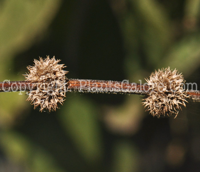 PGC-P-Leonurus-cardiaca-motherwort-2010-0002