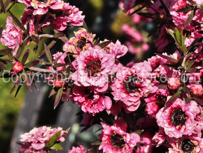 PGC-P-Leptospermum-scoparium-Gaiety-Girl-0513-1