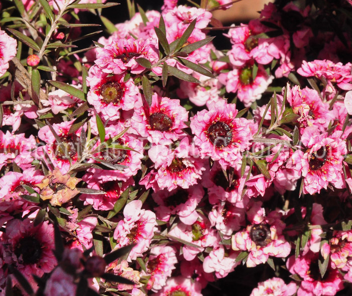 PGC-P-Leptospermum-scoparium-Gaiety-Girl-0513-2