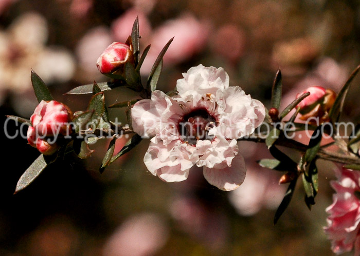 PGC-S-Leptospermum-scoparium-Appleblossom-04-2012-1