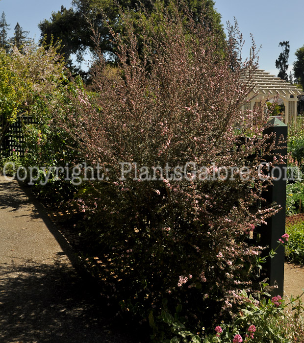 PGC-S-Leptospermum-scoparium-Appleblossom-04-2012-2