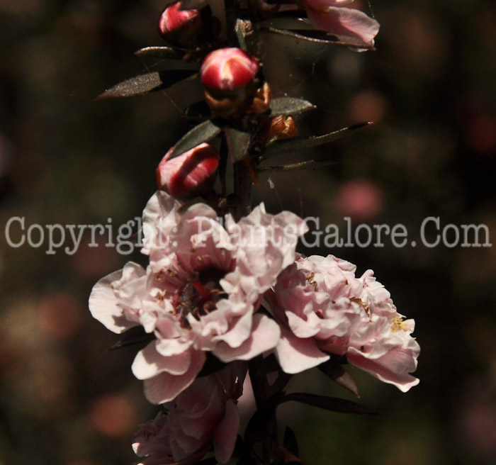 PGC-S-Leptospermum-scoparium-Appleblossom-04-2012-5