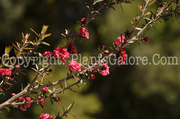 PGC-S-Leptospermum-scoparium-Ruby-Glow-04-2012-1