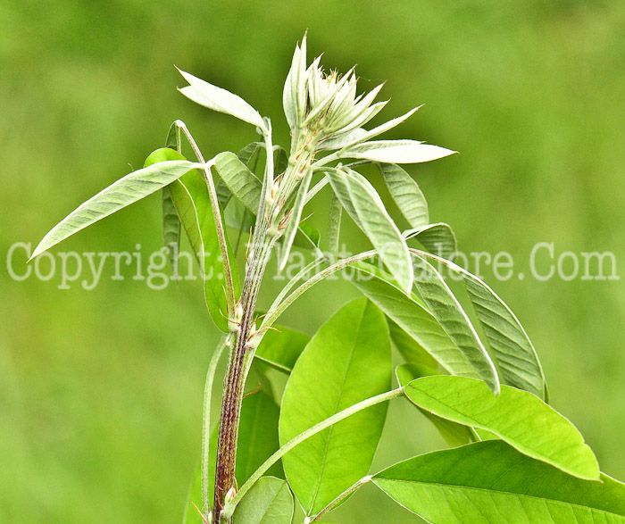 PGC-P-Lespedeza-thunbergii-aka-Thunberg-Lespedeza-0613-2