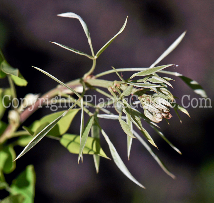 PGC-P-Lespedeza-thunbergii-aka-Thunberg-Lespedeza-2012-2