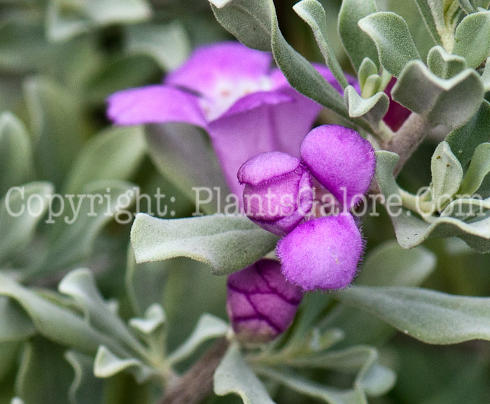 PGC-S-Leucophyllum-frutescens-aka-Texan-Silver-Leaf-14-1