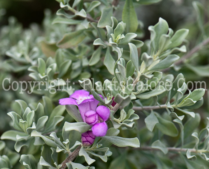 PGC-S-Leucophyllum-frutescens-aka-Texan-Silver-Leaf-14-2
