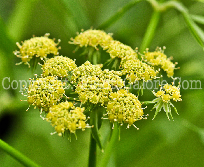 PGC-P-Levisticum-officinale-aka-Lovage-flower-1